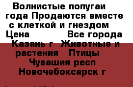 Волнистые попугаи, 2 года.Продаются вместе с клеткой и гнездом. › Цена ­ 2 800 - Все города, Казань г. Животные и растения » Птицы   . Чувашия респ.,Новочебоксарск г.